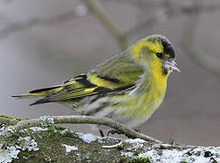 Eurasian Siskin