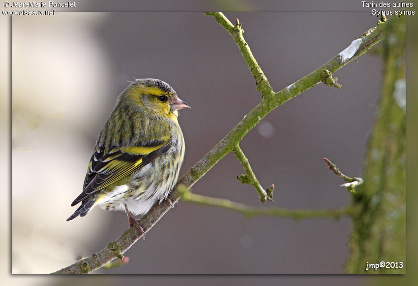 Eurasian Siskin female