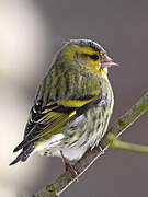 Eurasian Siskin