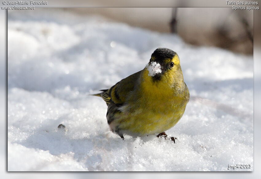 Eurasian Siskin male