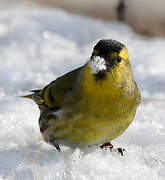 Eurasian Siskin