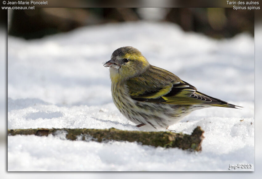 Eurasian Siskin female