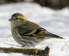 Eurasian Siskin