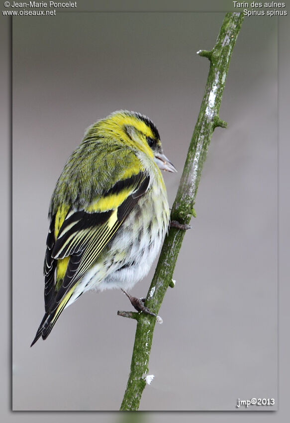 Eurasian Siskin male