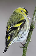 Eurasian Siskin