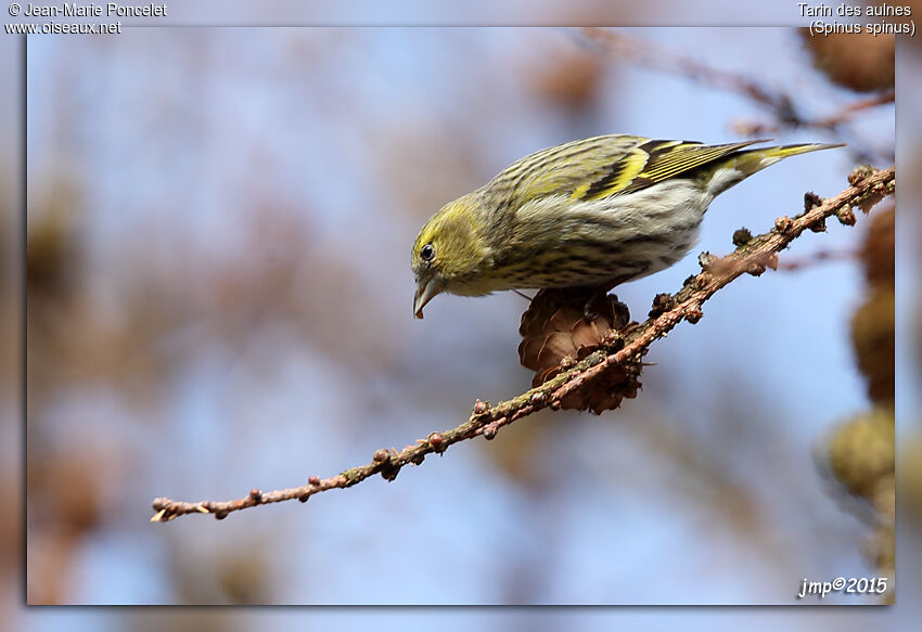 Eurasian Siskin