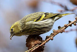 Eurasian Siskin