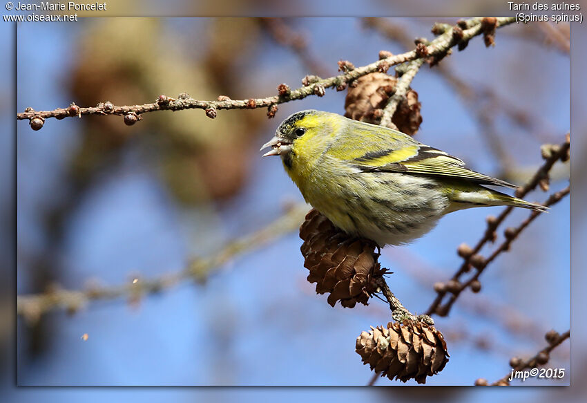 Eurasian Siskin