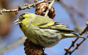 Eurasian Siskin