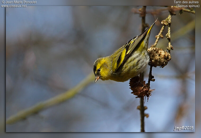 Eurasian Siskin