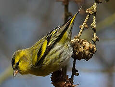 Eurasian Siskin