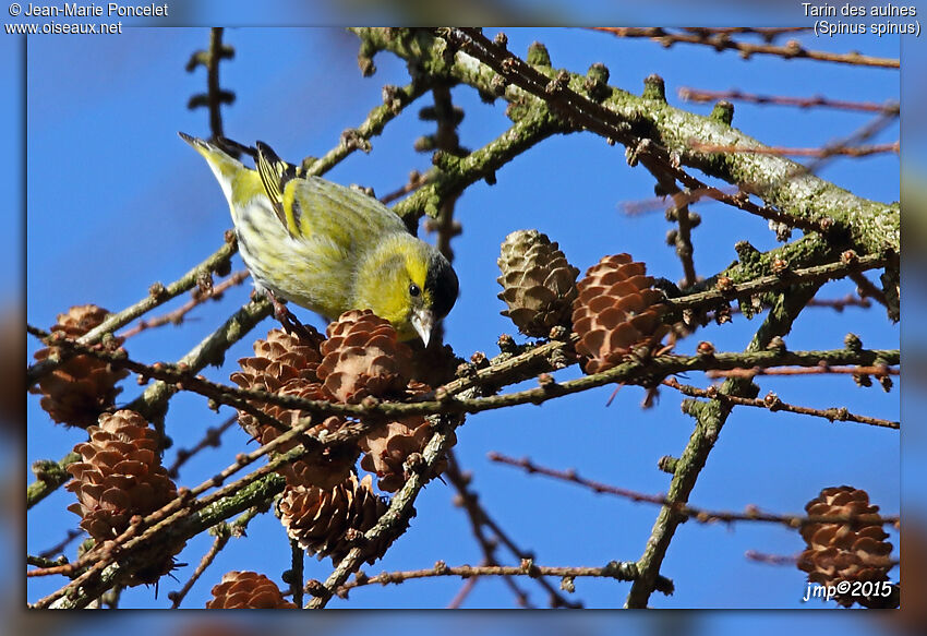 Eurasian Siskin