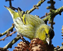 Eurasian Siskin