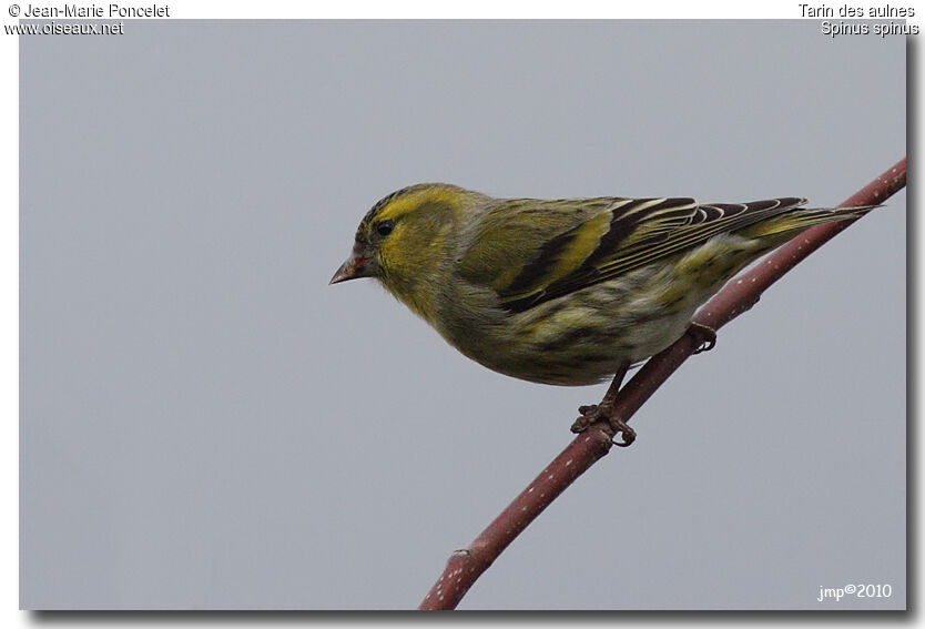 Eurasian Siskin