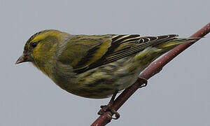 Eurasian Siskin