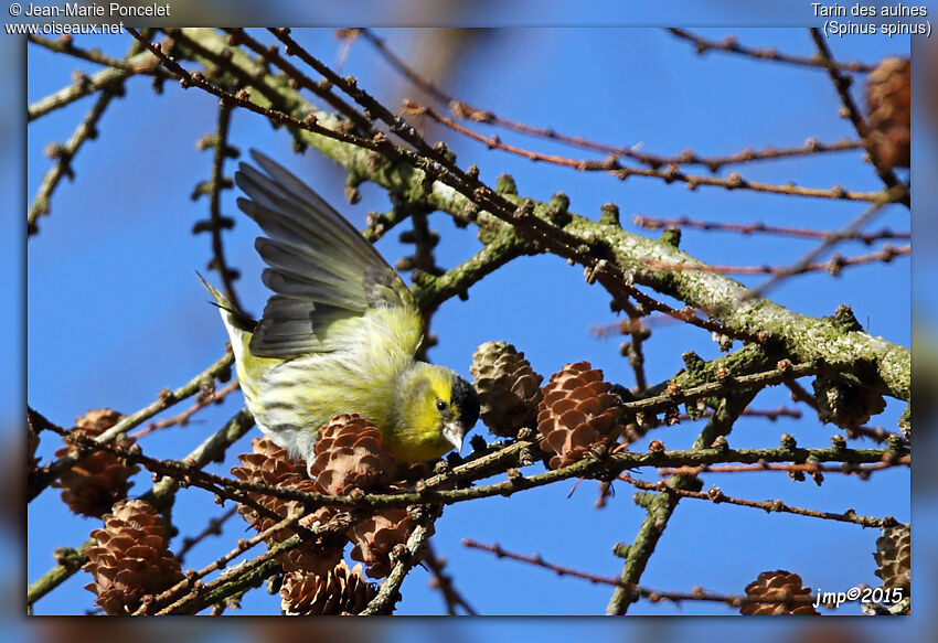 Eurasian Siskin