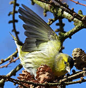 Eurasian Siskin