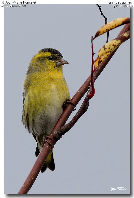 Eurasian Siskin