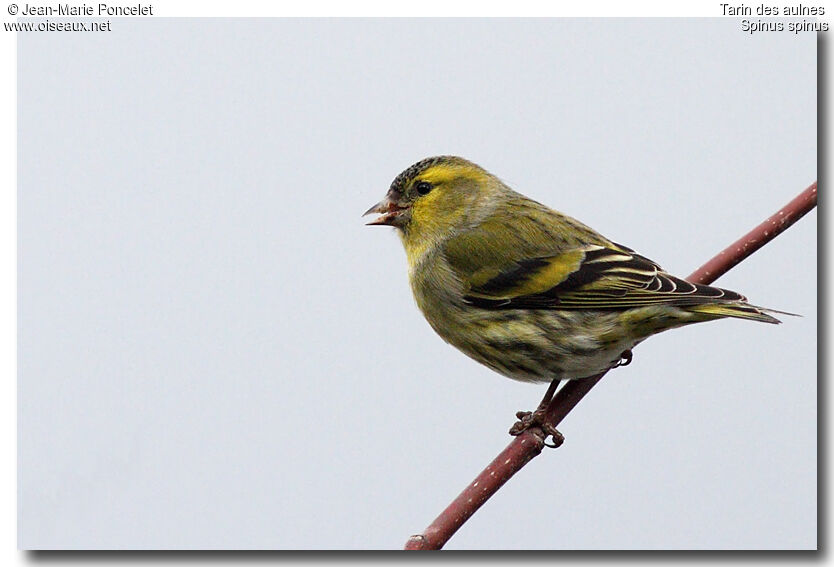 Eurasian Siskin