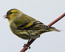 Eurasian Siskin