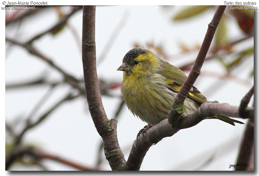 Eurasian Siskin