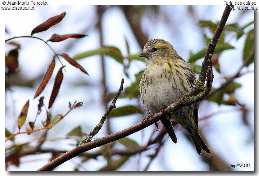 Eurasian Siskin