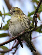 Eurasian Siskin