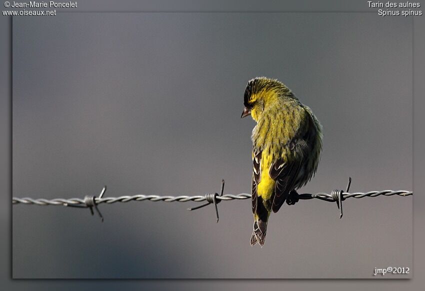 Eurasian Siskin