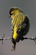 Eurasian Siskin