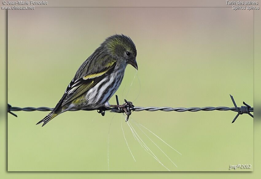 Eurasian Siskin