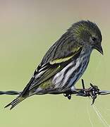 Eurasian Siskin