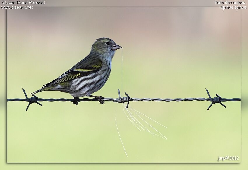 Eurasian Siskin