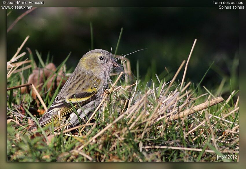 Eurasian Siskin