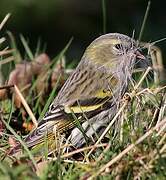 Eurasian Siskin