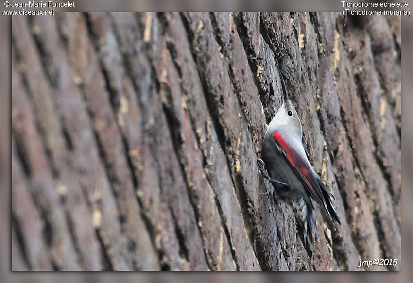 Wallcreeper