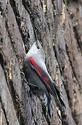 Wallcreeper