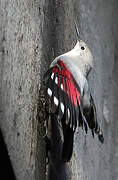 Wallcreeper