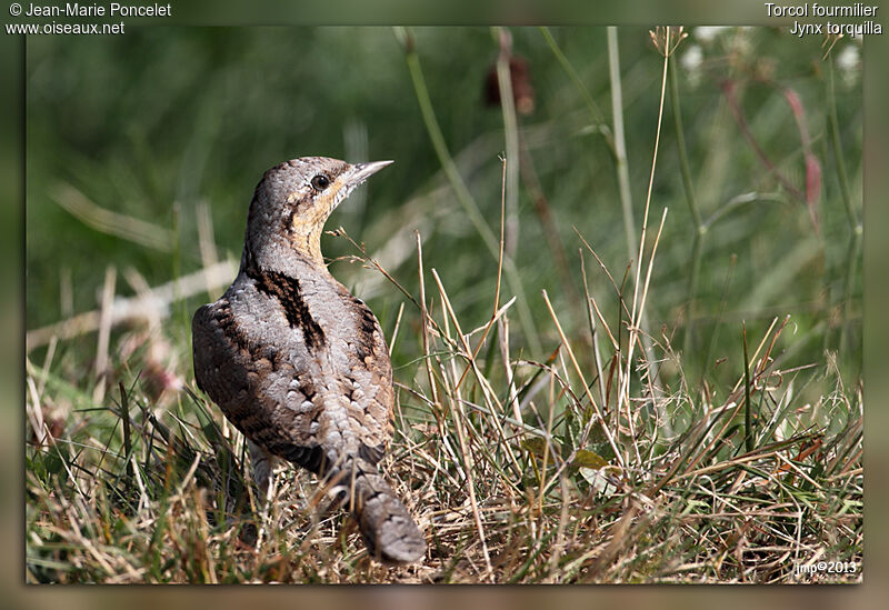 Eurasian Wryneck