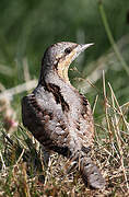 Eurasian Wryneck