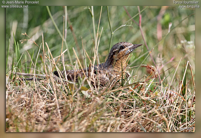 Eurasian Wryneck