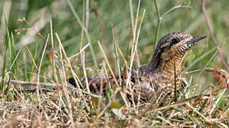 Eurasian Wryneck