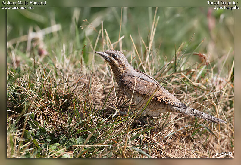 Eurasian Wryneck