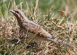 Eurasian Wryneck