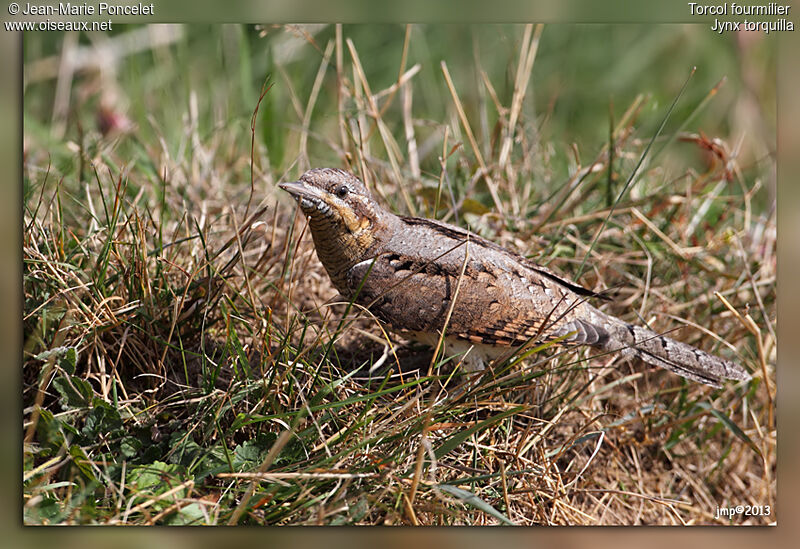 Eurasian Wryneck