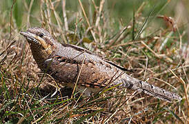 Eurasian Wryneck