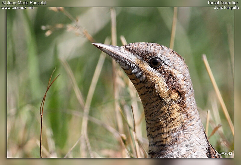 Eurasian Wryneck