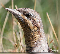 Eurasian Wryneck