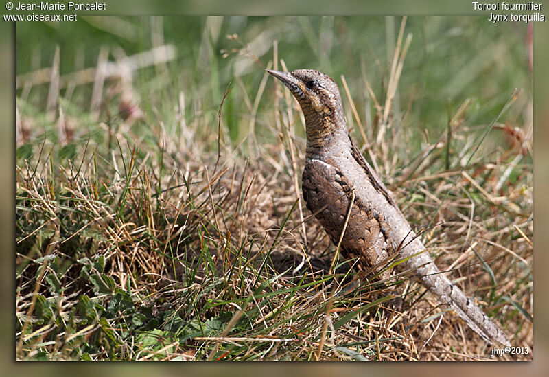 Eurasian Wryneck