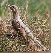 Eurasian Wryneck