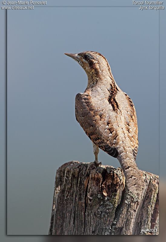 Eurasian Wryneck